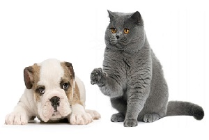 Корма кошек и собак